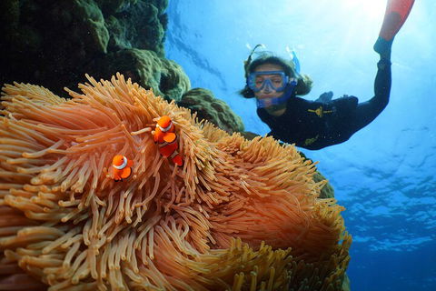 Silversonic Outer Great Barrier Reef Dive And Snorkel Cruise From Port Douglas - Sunshine Coast Guide 3