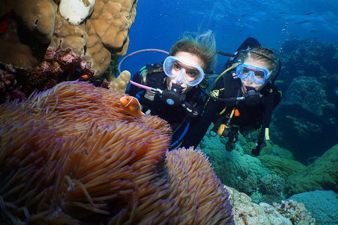 Quicksilver Dive 4 Day PADI Learn To Dive Course - Sunshine Coast Guide 4