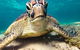 Sail, Snorkel, SUP & Kayak Charter Whitsundays - thumb 0