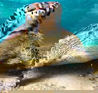 Sail Snorkel SUP  Kayak Charter Whitsundays - Sunshine Coast Guide