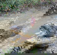 Top End Waterfalls and Wetlands - Sunshine Coast Guide