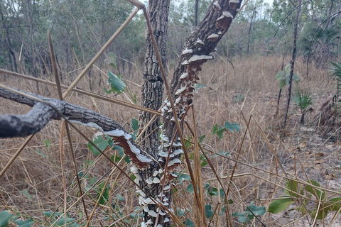 One Day Litchfield Park Adventures - Sunshine Coast Guide 3