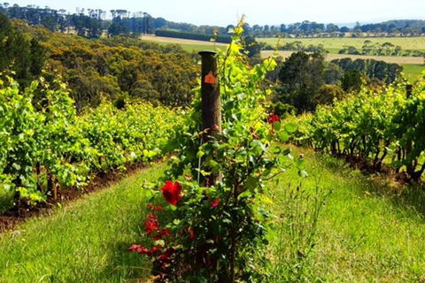 Mornington Peninsula Sightseeing Tour For 2-6 Guests. - Sunshine Coast Guide 3