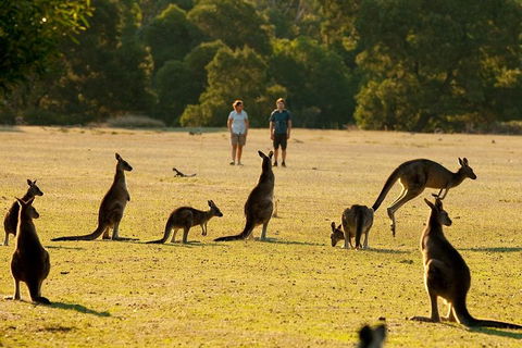 Grampians National Park Small-Group Eco Tour From Melbourne - Sunshine Coast Guide 4