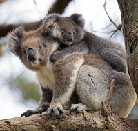 Great Ocean Road Sunset Tour from Melbourne - Sunshine Coast Guide