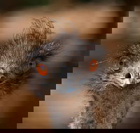 Currumbin Wildlife Sanctuary General Entry Ticket - Sunshine Coast Guide