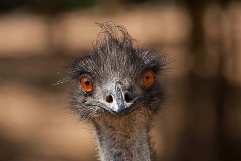 Currumbin Wildlife Sanctuary General Entry Ticket - Sunshine Coast Guide 0