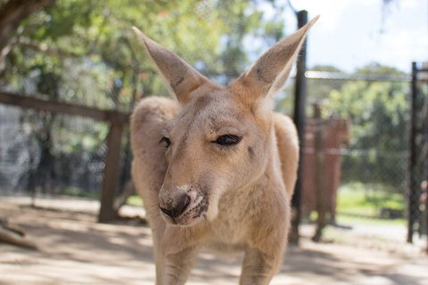 Currumbin Wildlife Sanctuary General Entry Ticket - Sunshine Coast Guide 2