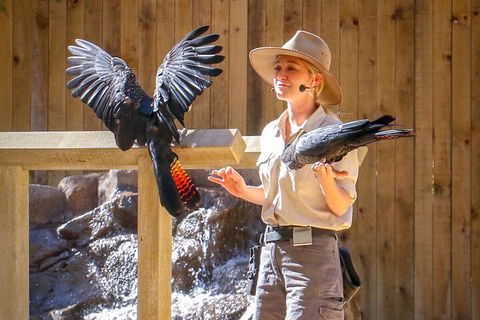 Currumbin Wildlife Sanctuary General Entry Ticket - Sunshine Coast Guide 4