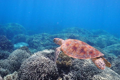 Calypso Outer Great Barrier Reef Cruise From Port Douglas - Sunshine Coast Guide 2