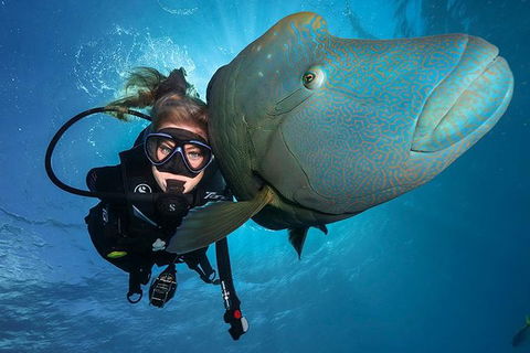 Great Barrier Reef Snorkeling And Diving Cruise From Cairns - Sunshine Coast Guide 0