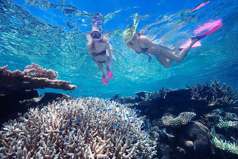 Great Barrier Reef Scenic Helicopter Tour And Cruise From Cairns - Sunshine Coast Guide 3
