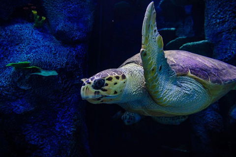 Sydney Attractions Pass: SEA LIFE Aquarium, Sydney Tower Eye, WILD LIFE Zoo And Madame Tussauds - Sunshine Coast Guide 1