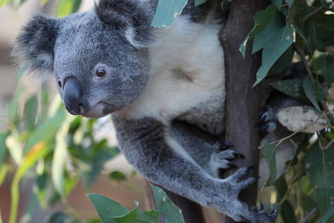 Sydney Attractions Pass: SEA LIFE Aquarium, Sydney Tower Eye, WILD LIFE Zoo And Madame Tussauds - Sunshine Coast Guide 2