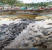 Hartley's Crocodile Adventures Day Trip from Palm Cove - Sunshine Coast Guide