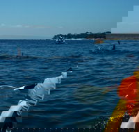 Mornington Peninsula Kayak Coastline Tour of Dolphin Sanctuary - Sunshine Coast Guide