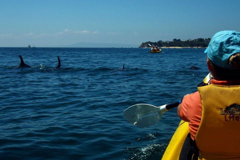 Mornington Peninsula Kayak Coastline Tour Of Dolphin Sanctuary - Sunshine Coast Guide 0