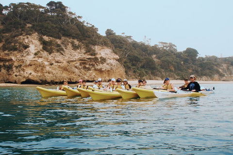 Mornington Peninsula Kayak Coastline Tour Of Dolphin Sanctuary - Sunshine Coast Guide 4
