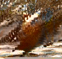 Pinnacles  Rottnest Island Scenic Air  Ground Tour - Sunshine Coast Guide