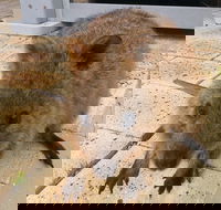 Wave Rock Pinnacles and Rottnest One Day Aeroplane Tour - Sunshine Coast Guide