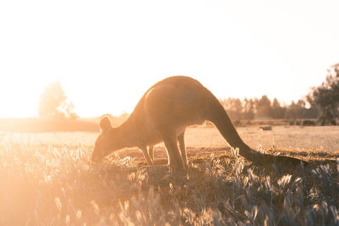 Small Group - 12 Apostles, Otways & Great Ocean Road Day Tour From Melbourne - Sunshine Coast Guide 0
