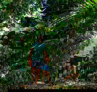 Full Day Daintree Rainforest and Mossman Gorge Tour - Sunshine Coast Guide