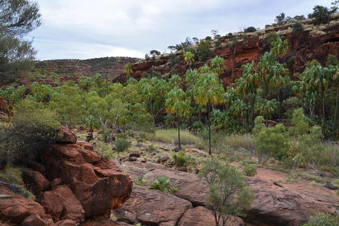 Palm Valley And Hermannsburg 1 Day 4WD Tour - Sunshine Coast Guide 4