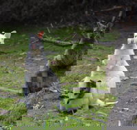 Full-Day Guided Bruny Island Tour from Hobart - Sunshine Coast Guide