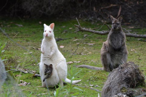 Full-Day Guided Bruny Island Tour From Hobart - Sunshine Coast Guide 0