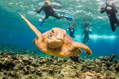 Great Barrier Reef Diving And Snorkeling Cruise From Cairns - Sunshine Coast Guide 3
