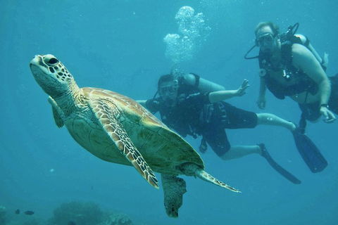 Ocean Freedom Great Barrier Reef Personal Luxury Snorkel & Dive Cruise, Cairns - Sunshine Coast Guide 4