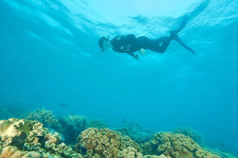 Ocean Freedom Great Barrier Reef Personal Luxury Snorkel & Dive Cruise, Cairns - Sunshine Coast Guide 5