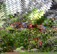 Australian Butterfly Sanctuary - Sunshine Coast Guide