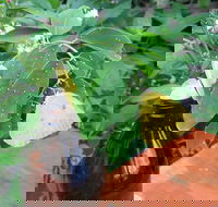 Australian Butterfly Sanctuary- Virtual Interactive Tour With Private Guide - Sunshine Coast Guide