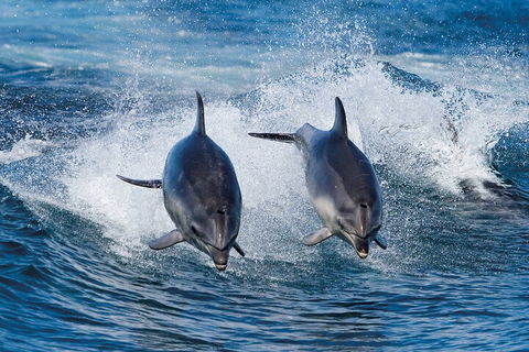 Full-Day Bruny Island Cruises Day Tour From Hobart - Sunshine Coast Guide 5