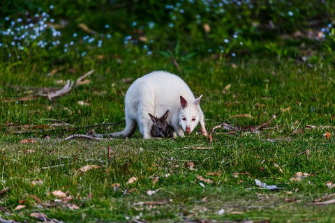 Bruny Island Traveller - Gourmet Tasting And Sightseeing Day Trip From Hobart - Sunshine Coast Guide 3