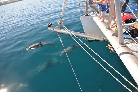Dolphin Cruise From Adelaide With Optional Dolphin Swim - Sunshine Coast Guide 1