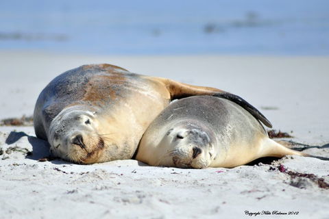 NEW TOUR - Kangaroo Island Road To Recovery Tour (1 Day/1 Night) - Sunshine Coast Guide 1