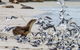 Full-Day Kangaroo Island Experience Departing From Kangaroo Island - thumb 1
