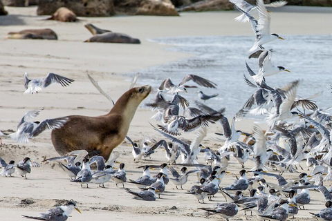 Full-Day Kangaroo Island Experience Departing From Kangaroo Island - Sunshine Coast Guide 1