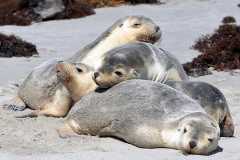 Small-Group Kangaroo Island 4WD Tour From Adelaide - Sunshine Coast Guide 1