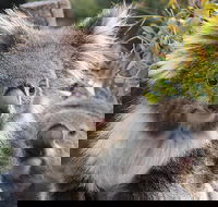 Kuranda Koala Gardens and Birdworld Admission Tickets - Sunshine Coast Guide