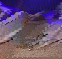 Kuranda Wildlife Experience Three Attraction Pass - Sunshine Coast Guide