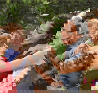 Kuranda Koala Gardens General Entry Ticket - Sunshine Coast Guide