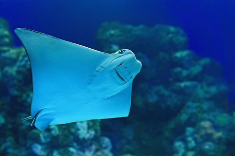 Cairns Aquarium Admission Ticket - Sunshine Coast Guide 2