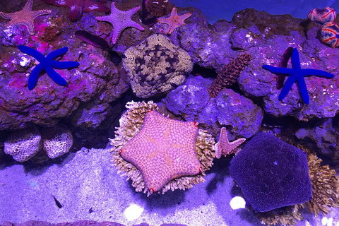 Cairns Aquarium Admission Ticket - Sunshine Coast Guide 5
