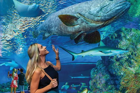 Cairns Aquarium Family Ticket - Sunshine Coast Guide 3