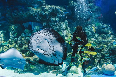 Cairns Aquarium Family Ticket - Sunshine Coast Guide 4