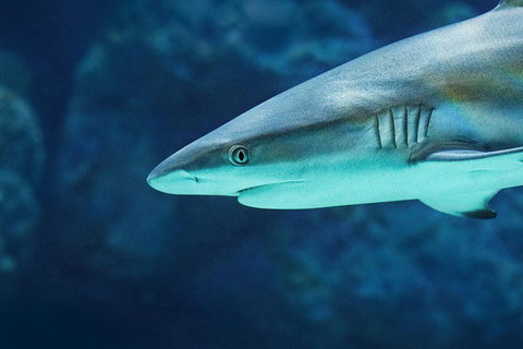 Cairns Aquarium Family Ticket - Sunshine Coast Guide 5