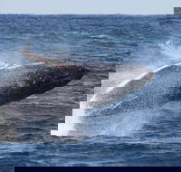 Whale Watching by Sea World Cruises - Sunshine Coast Guide